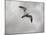 Ring Billed Gull at Reelfoot-Jai Johnson-Mounted Giclee Print