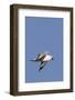 Ring-Billed Gull Flying with Sea Shell-Hal Beral-Framed Photographic Print