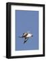 Ring-Billed Gull Flying with Sea Shell-Hal Beral-Framed Photographic Print