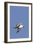 Ring-Billed Gull Flying with Sea Shell-Hal Beral-Framed Photographic Print