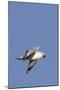 Ring-Billed Gull Flying with Sea Shell-Hal Beral-Mounted Photographic Print