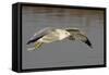 Ring-Billed Gull Flys with a Bat in it's Bill-Hal Beral-Framed Stretched Canvas