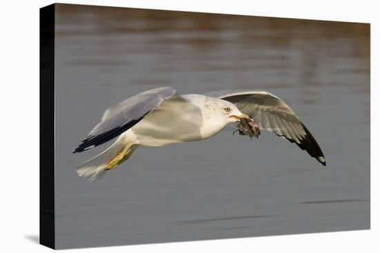 Ring-Billed Gull Flys with a Bat in it's Bill-Hal Beral-Stretched Canvas