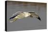 Ring-Billed Gull Flys with a Bat in it's Bill-Hal Beral-Stretched Canvas