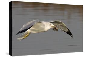 Ring-Billed Gull Flys with a Bat in it's Bill-Hal Beral-Stretched Canvas