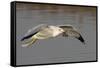 Ring-Billed Gull Flys with a Bat in it's Bill-Hal Beral-Framed Stretched Canvas