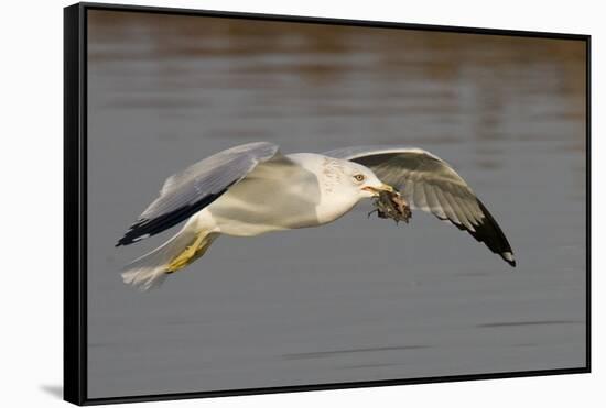 Ring-Billed Gull Flys with a Bat in it's Bill-Hal Beral-Framed Stretched Canvas
