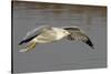 Ring-Billed Gull Flys with a Bat in it's Bill-Hal Beral-Stretched Canvas