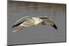 Ring-Billed Gull Flys with a Bat in it's Bill-Hal Beral-Mounted Premium Photographic Print