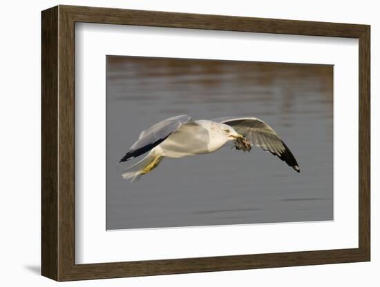 Ring-Billed Gull Flys with a Bat in it's Bill-Hal Beral-Framed Photographic Print