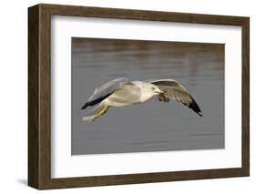 Ring-Billed Gull Flys with a Bat in it's Bill-Hal Beral-Framed Photographic Print