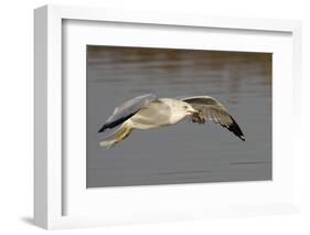 Ring-Billed Gull Flys with a Bat in it's Bill-Hal Beral-Framed Photographic Print