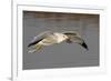 Ring-Billed Gull Flys with a Bat in it's Bill-Hal Beral-Framed Photographic Print