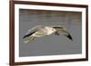 Ring-Billed Gull Flys with a Bat in it's Bill-Hal Beral-Framed Photographic Print