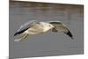 Ring-Billed Gull Flys with a Bat in it's Bill-Hal Beral-Mounted Photographic Print