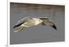 Ring-Billed Gull Flys with a Bat in it's Bill-Hal Beral-Framed Photographic Print