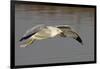 Ring-Billed Gull Flys with a Bat in it's Bill-Hal Beral-Framed Photographic Print