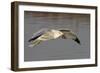 Ring-Billed Gull Flys with a Bat in it's Bill-Hal Beral-Framed Photographic Print