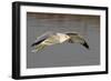 Ring-Billed Gull Flys with a Bat in it's Bill-Hal Beral-Framed Photographic Print