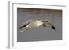 Ring-Billed Gull Flys with a Bat in it's Bill-Hal Beral-Framed Photographic Print