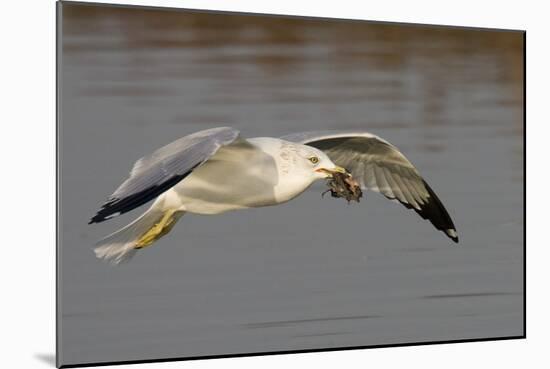 Ring-Billed Gull Flys with a Bat in it's Bill-Hal Beral-Mounted Photographic Print
