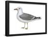 Ring-Billed Gull (Larus Delawarensis), Birds-Encyclopaedia Britannica-Framed Poster