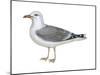 Ring-Billed Gull (Larus Delawarensis), Birds-Encyclopaedia Britannica-Mounted Poster
