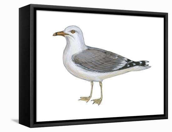 Ring-Billed Gull (Larus Delawarensis), Birds-Encyclopaedia Britannica-Framed Stretched Canvas