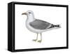 Ring-Billed Gull (Larus Delawarensis), Birds-Encyclopaedia Britannica-Framed Stretched Canvas
