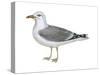 Ring-Billed Gull (Larus Delawarensis), Birds-Encyclopaedia Britannica-Stretched Canvas