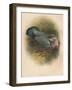 Ring Dove (Columbs palumbus), 1900, (1900)-Charles Whymper-Framed Giclee Print