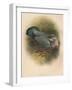 Ring Dove (Columbs palumbus), 1900, (1900)-Charles Whymper-Framed Giclee Print