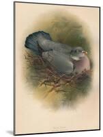 Ring Dove (Columbs palumbus), 1900, (1900)-Charles Whymper-Mounted Giclee Print