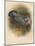 Ring Dove (Columbs palumbus), 1900, (1900)-Charles Whymper-Mounted Giclee Print