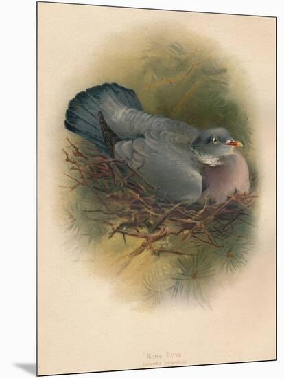 Ring Dove (Columbs palumbus), 1900, (1900)-Charles Whymper-Mounted Giclee Print