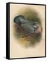 Ring Dove (Columbs palumbus), 1900, (1900)-Charles Whymper-Framed Stretched Canvas