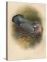 Ring Dove (Columbs palumbus), 1900, (1900)-Charles Whymper-Stretched Canvas