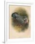 Ring Dove (Columbs palumbus), 1900, (1900)-Charles Whymper-Framed Giclee Print