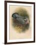 Ring Dove (Columbs palumbus), 1900, (1900)-Charles Whymper-Framed Giclee Print
