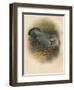 Ring Dove (Columbs palumbus), 1900, (1900)-Charles Whymper-Framed Giclee Print