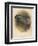 Ring Dove (Columbs palumbus), 1900, (1900)-Charles Whymper-Framed Giclee Print