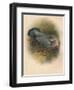 Ring Dove (Columbs palumbus), 1900, (1900)-Charles Whymper-Framed Giclee Print