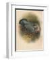 Ring Dove (Columbs palumbus), 1900, (1900)-Charles Whymper-Framed Giclee Print