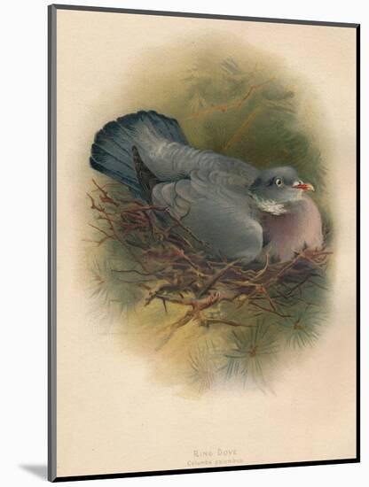 Ring Dove (Columbs palumbus), 1900, (1900)-Charles Whymper-Mounted Giclee Print