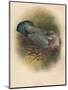 Ring Dove (Columbs palumbus), 1900, (1900)-Charles Whymper-Mounted Giclee Print