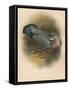 Ring Dove (Columbs palumbus), 1900, (1900)-Charles Whymper-Framed Stretched Canvas