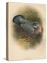 Ring Dove (Columbs palumbus), 1900, (1900)-Charles Whymper-Stretched Canvas