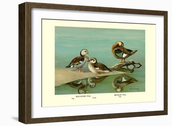 Ring-Necked and Brazilian Teals-Allan Brooks-Framed Art Print