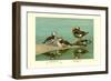 Ring-Necked and Brazilian Teals-Allan Brooks-Framed Art Print