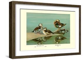 Ring-Necked and Brazilian Teals-Allan Brooks-Framed Art Print